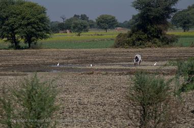 01 PKW-Reise_Jaipur-Fatehpur_Sikri_DSC5389_b_H600